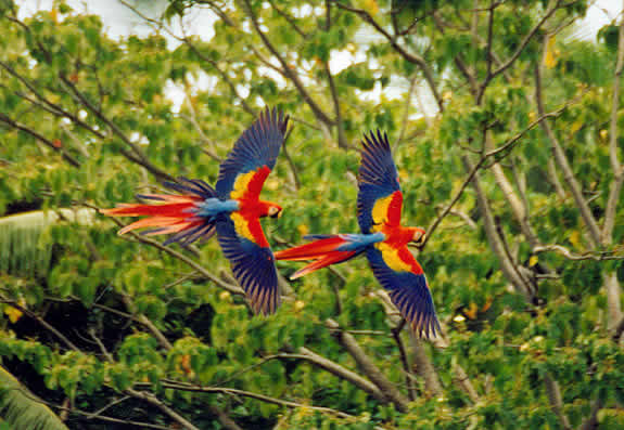 Costa rica cialis